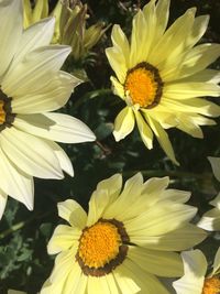 Close-up of yellow flower blooming outdoors