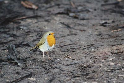 Close-up of bird