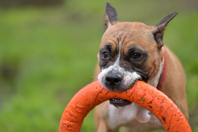 Close-up of a dog drinking water