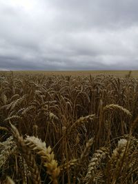 Scenic view of wheat field against sky