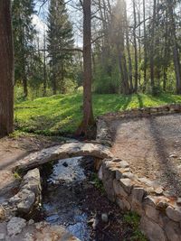 Stream flowing amidst trees in forest