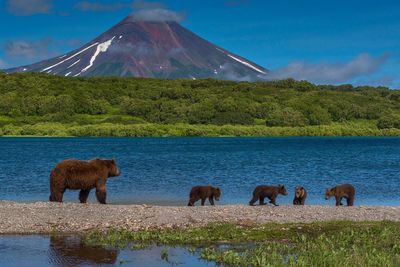 Horses standing on mountain by lake against sky