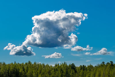 Low angle view of trees against blue sky