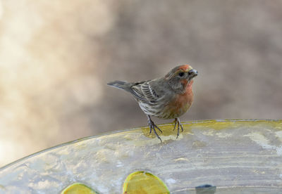 Close-up of bird perching outdoors