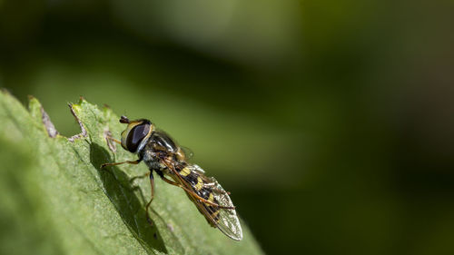 Close-up of insect on leaf