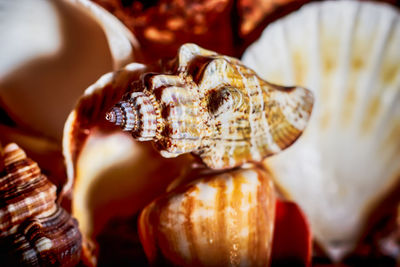 Close-up of seashell