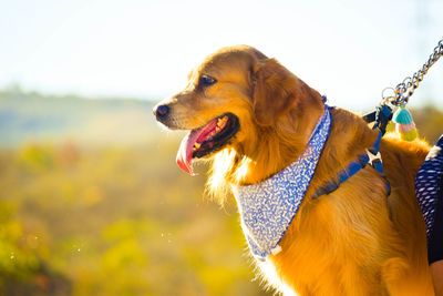 Close-up of dog looking away