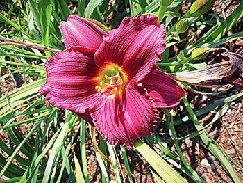 Close-up of day lily plant