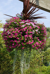 Low angle view of pink flowering plants against sky