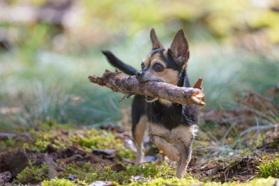 Dog on a field