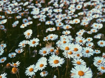 Close-up of white daisy flowers