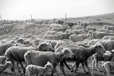 Sheep grazing on field against clear sky