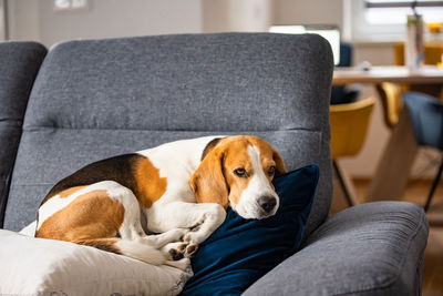 Beagle dog tired sleeps on a cozy sofa in fanny position. dog background theme