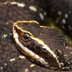 Close-up of lizard