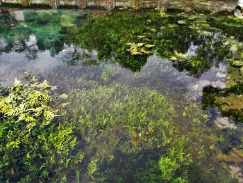 High angle view of flowering plants by lake