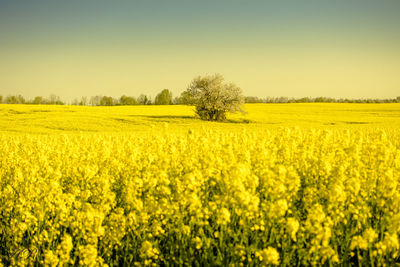 Scenic view of oilseed rape field against clear sky