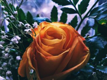 Close-up of roses blooming outdoors