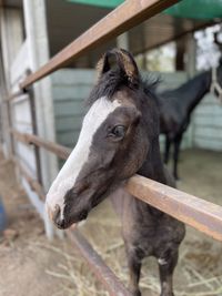 Close-up of horse in stable