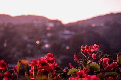 Close-up of red flowering plant against sky