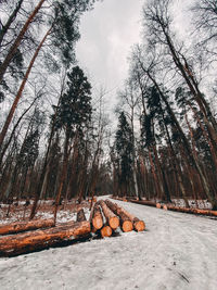 Logs on snow covered land in forest