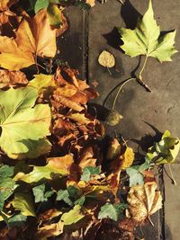 Close-up of maple leaves fallen on plant