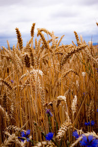 Close-up of wheat growing on field against sky