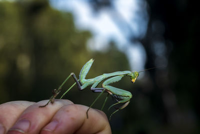 Close-up of hand holding insect