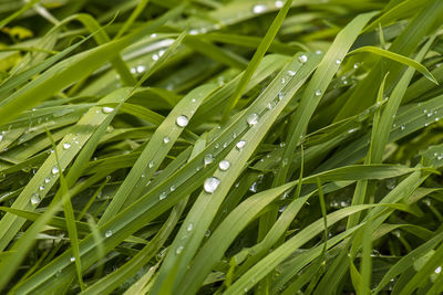 Close-up of wet grass