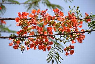 Low angle view of flowering plant against sky