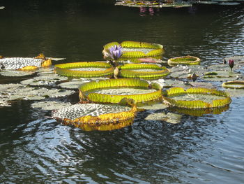 High angle view of lotus floating on water in lake