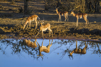 Deer drinking water in lake