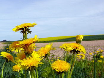Close-up of fresh sunflowers blooming in field against sky