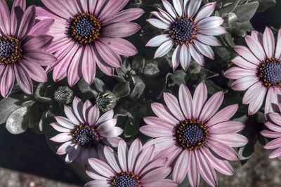High angle view of daisy flowers