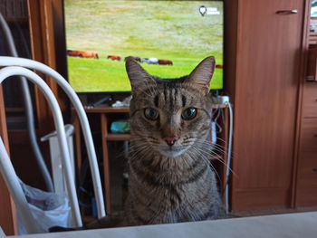 Close-up portrait of a cat looking through window