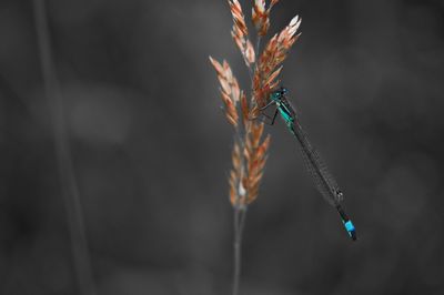 Close-up of damselfly on leaf