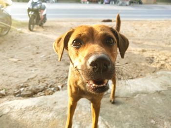 Portrait of dog standing on land