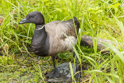 Duck on grass