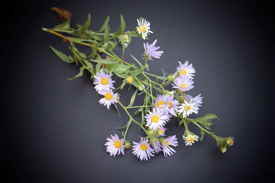 Close-up of flowering plant against black background