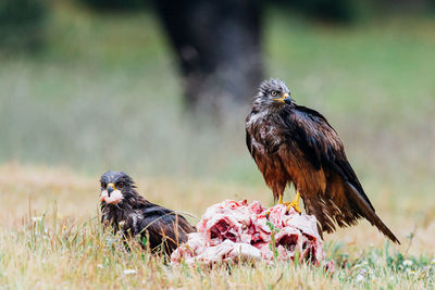 Bird perching on a field