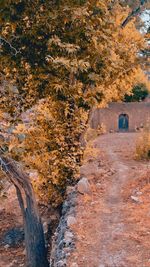 Footpath amidst trees during autumn