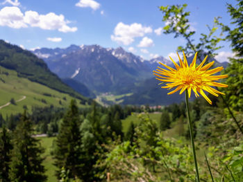 Scenic view of flowering plants and mountains against sky