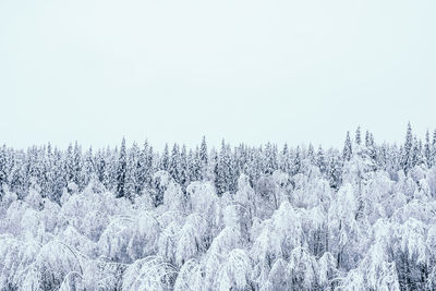 Snow covered trees in forest against clear sky during winter