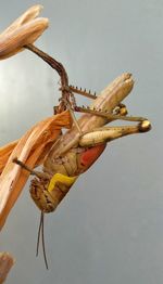 Close-up of insect on a wood