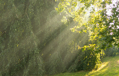 Scenic view of forest