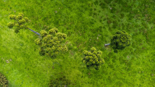 High angle view of plants