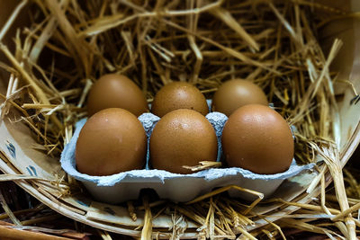 Close-up of eggs in nest