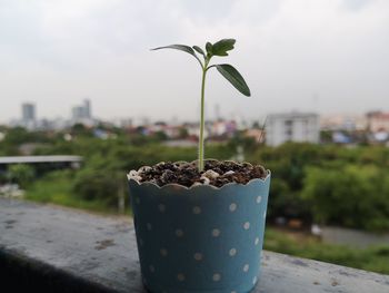 Close-up of potted plant