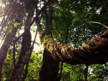 Low angle view of trees in forest