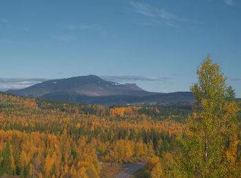 Scenic view of forest against sky during autumn