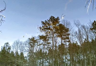 Low angle view of trees against sky